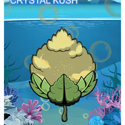 Crystal Kush
