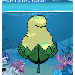 Crystal Kush