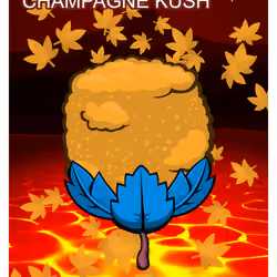 Champagne Kush