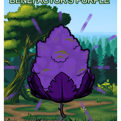 Benefactor's Purple