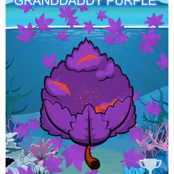 Granddaddy Purple