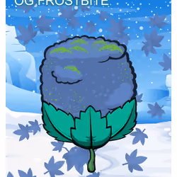 OG Frostbite