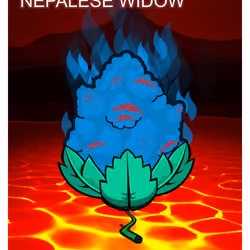 Nepalese Widow