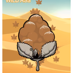 Wild Ass