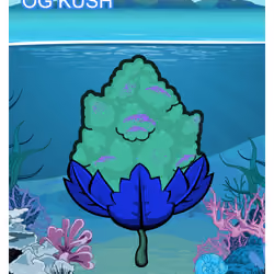 OG Kush