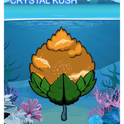 Crystal Kush