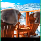 Chalet Kaiser Free Pass