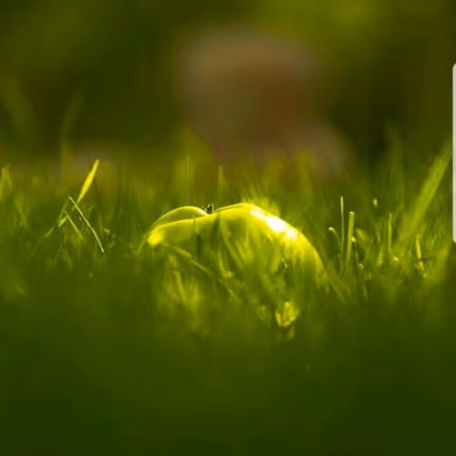 vanila.lens-Collect-16