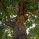 Drawed Tree