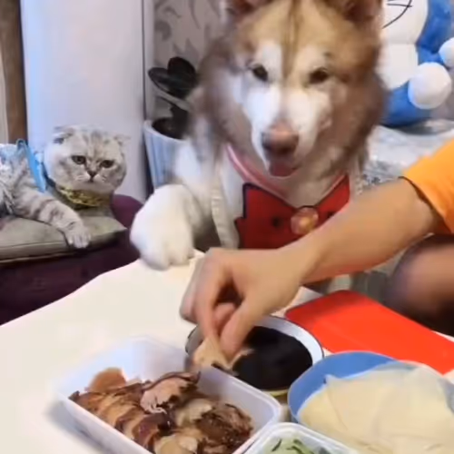 X2Twitter.com_1822701818243317760(1280p).mp4