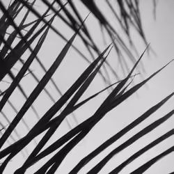 Panama - Nature B