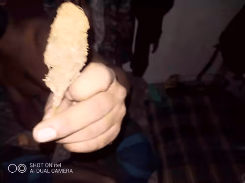 Pom V4