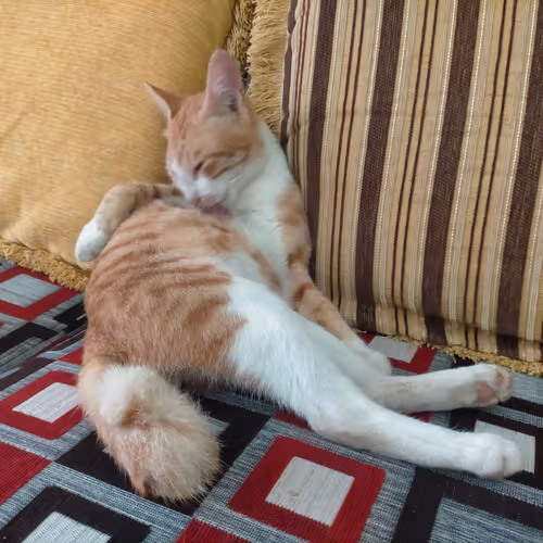 Lovely Cat