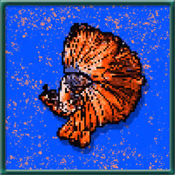 Bitty Bettas #354
