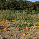 jeanmi.lens-Collect-1650