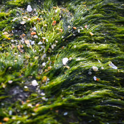 Touch GRASS
