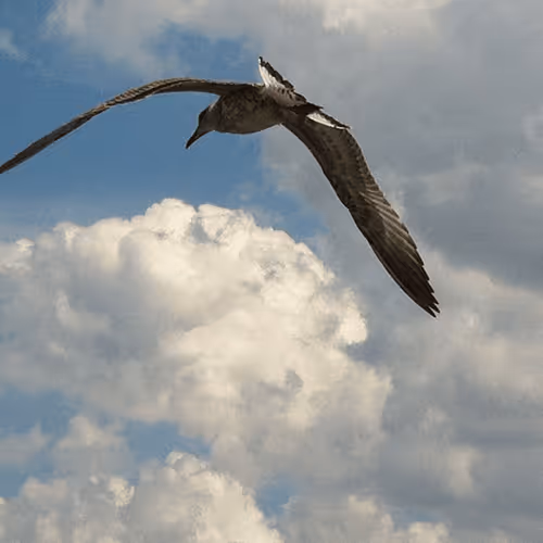 zxc12.lens-Collect-5