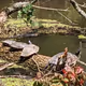 Turtles on a Log