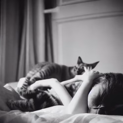 Cat Nap by JL