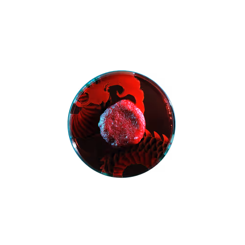 EXPO2025 Limited Edition