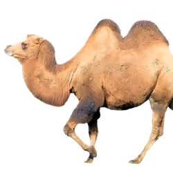 camel