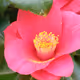 camellia 29