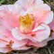 camellia 32