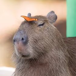 Capybara with a butterfly