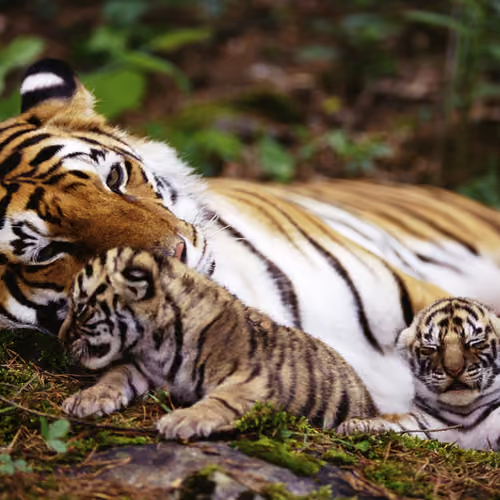 Tiger