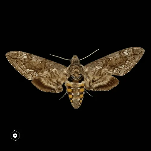 106282055932284421305851909092873061235365908855287448488472902084751838412805