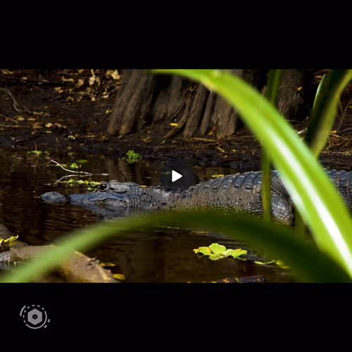 Item #106282055932284421305851909092873061235365908855287448488472902084751838412853 Media