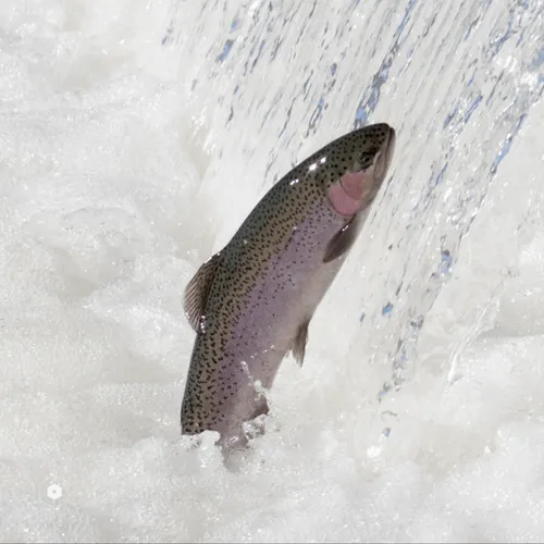 Item #106282055932284421305851909092873061235365908855287448488472902084751838412857 Media