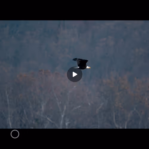 Item #106282055932284421305851909092873061235365908855287448488472902084751838412855 Media