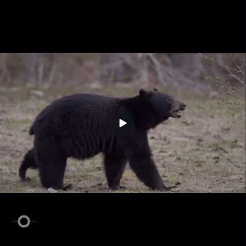 Item #106282055932284421305851909092873061235365908855287448488472902084751838412854 Media