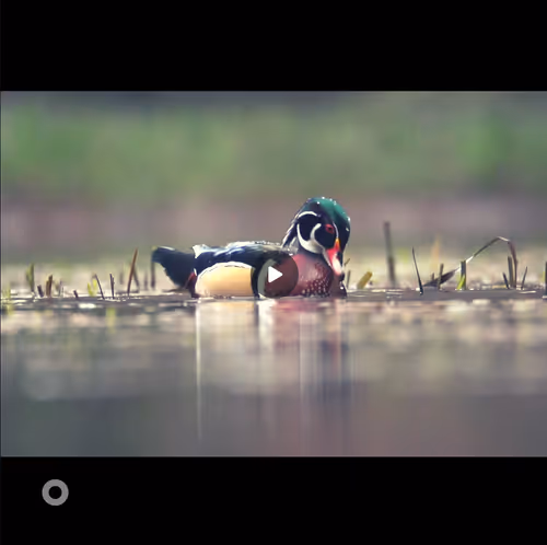 Item #106282055932284421305851909092873061235365908855287448488472902084751838412852 Media