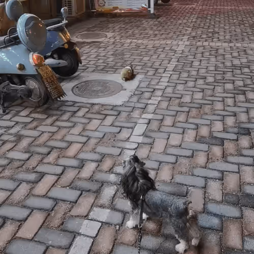 zksyncc.lens-Collect-78