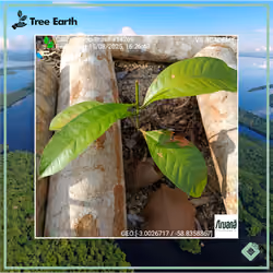 Castanha-do-Brasil[Bertholletia excelsa H. B. K.] - Plant Certificate #14269