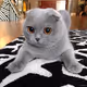 The Cat