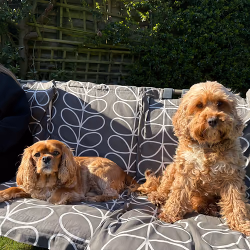 image by @jasperthecav