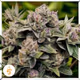 The Plug Game crops