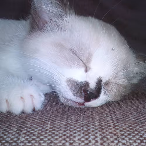 created by Sergio Morelli