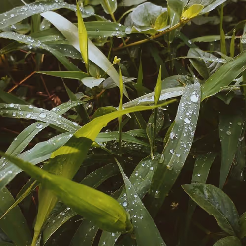 invalid.lens-Collect-1575