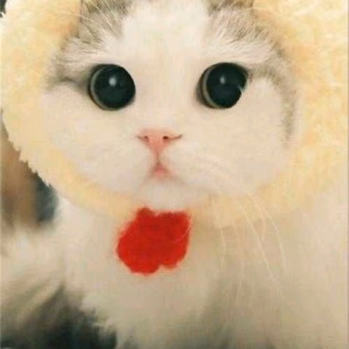 Fluffy Charm: The Cutest Cat Ever