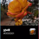 yjwiil V2