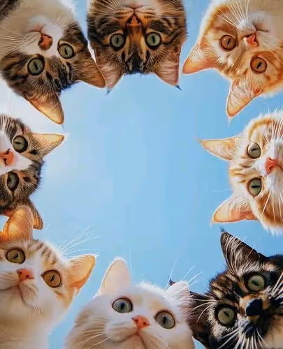 cat with friend