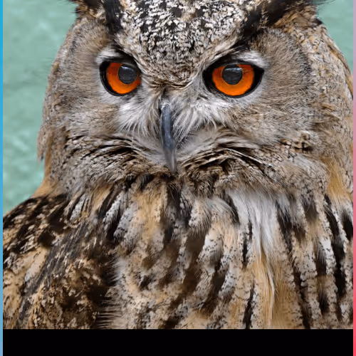 Bored Owl V2
