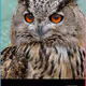 Bored Owl V2