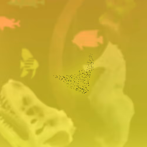 Feeshes Airdrops