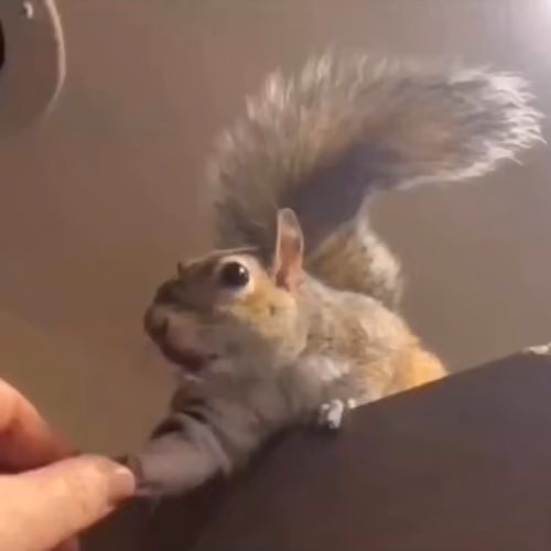 X2Twitter.com_MDdNvWpWMOBApJ-w_1080p.mp4