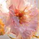 Rare Rose Test